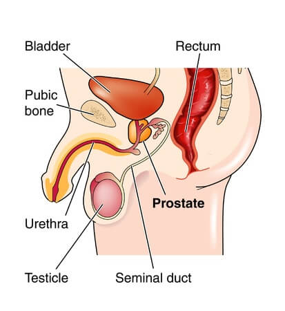 Male pelvic anatomy, prostate