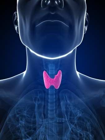 The Location of the Thyroid Gland in the body
