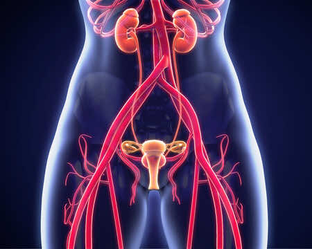 Urinary tract Infection diagram