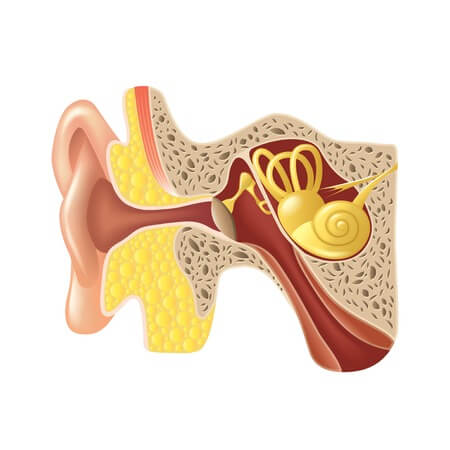 Inner Ear, Vertigo, Semicircular Canals