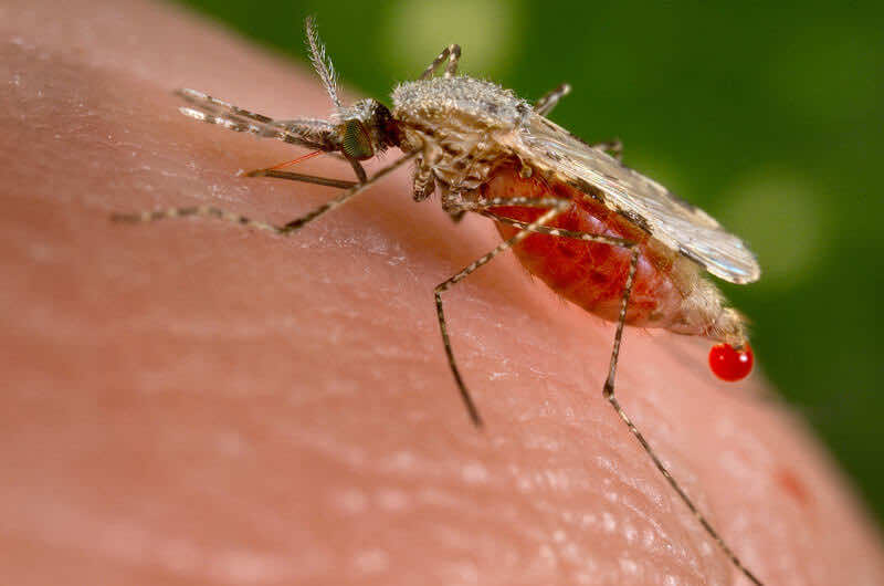 Mosquito drinking blood, threat of Zika
