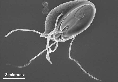 Giardia parasite traveller's diarrhoea