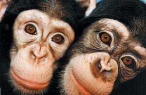 hiv monkeys