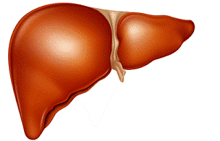 Liver, hepatitis