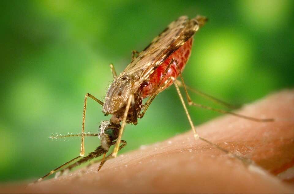 female anopheles mosquito malaria